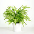 Artificial fern plant in white planter - 18"