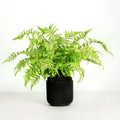Artificial fern plant in black pot - 18"