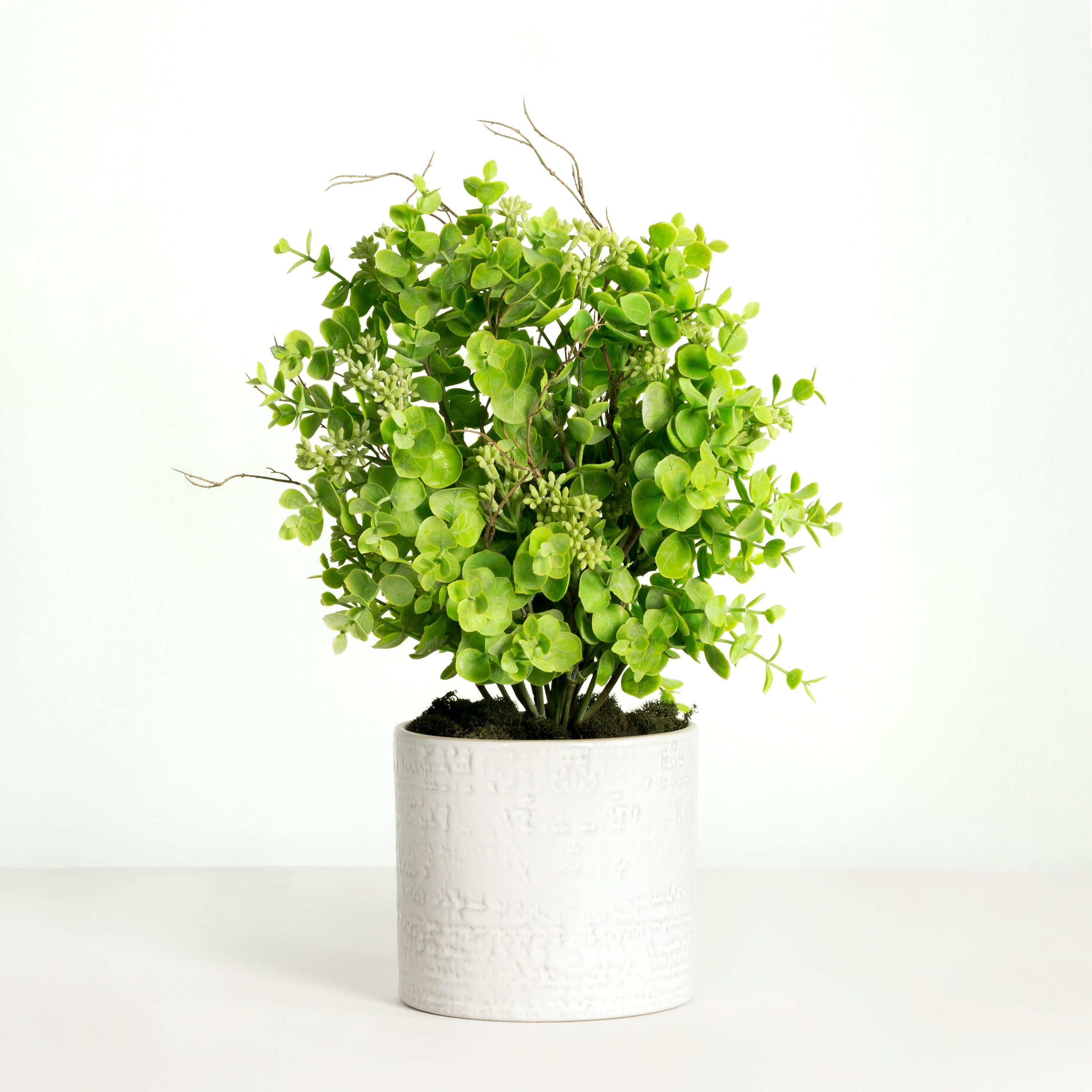Seeded eucalyptus plant in white planter - 16"